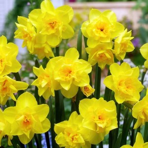 Narcyz jonquilla Golden Delicious 5 szt.