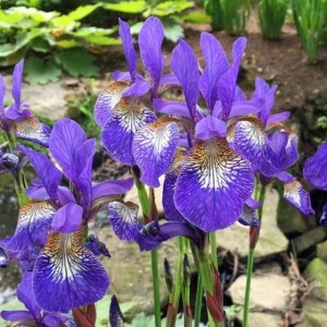 Irys sibirica syberyjski Teal Velvet 1 szt.