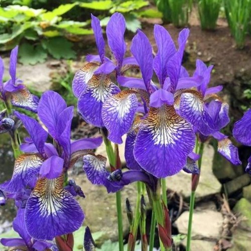 Irys sibirica syberyjski Teal Velvet 1 szt.