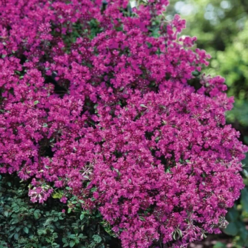 Macierzanka wczesna Thymus Red Carpet 1 szt. doniczka P14