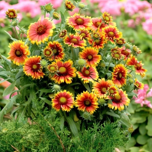 Gailardia aristata oścista Kobold 1 szt. doniczka C2