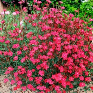 Dianthus Goździk kropkowany Brillant 1 szt. doniczka P14