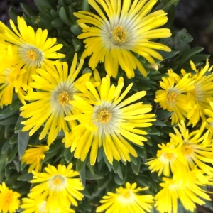 Delosperma congestum Słonecznica 1 szt. doniczka P14