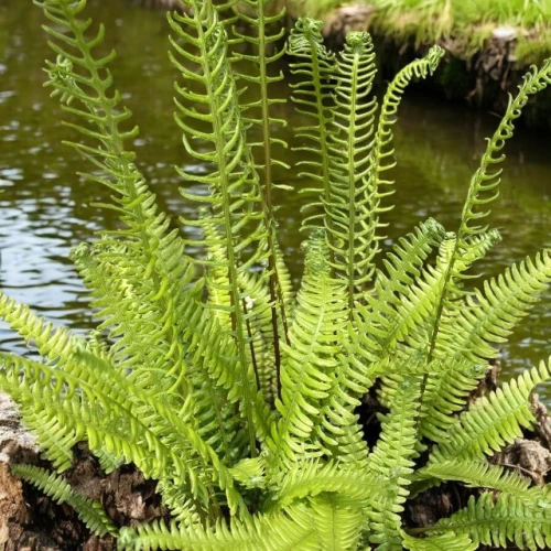 Podrzeń Żebrowiec Blechnum spicant 1 szt. doniczka C2