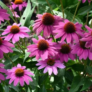 Jeżówka purpurowa 1 szt. doniczka C2