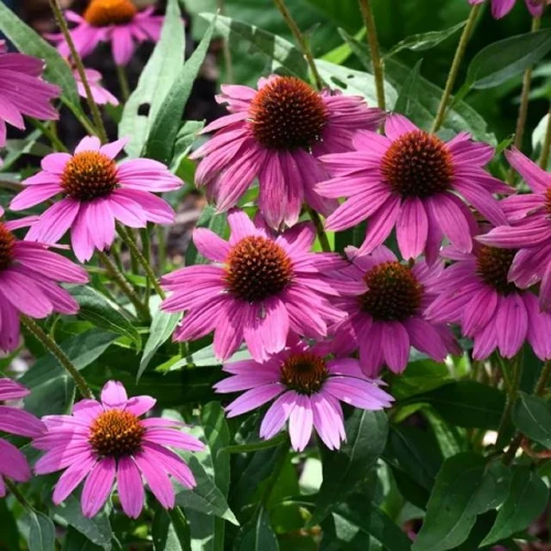 Jeżówka purpurowa 1 szt. doniczka C2