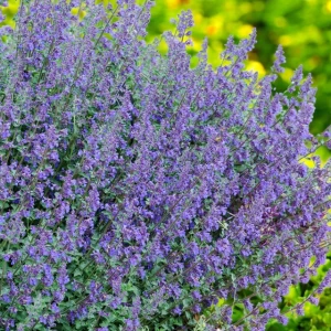 Nepeta kocimiętka Six Hills Giant 1 szt. doniczka C2