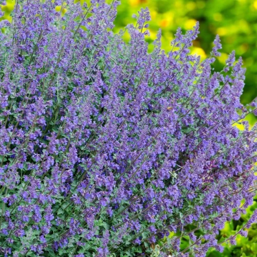 Nepeta kocimiętka Six Hills Giant 1 szt. doniczka C2