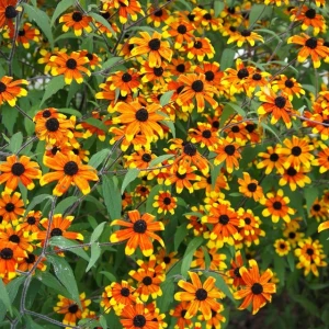 Rudbekia trójklapowa Prairie Glow 1 szt. doniczka C2