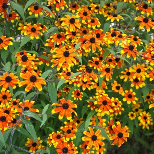 Rudbekia trójklapowa Prairie Glow 1 szt. doniczka C2