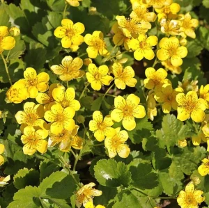 Pragnia syberyjska Waldsteinia ternata 1 szt. doniczka C2