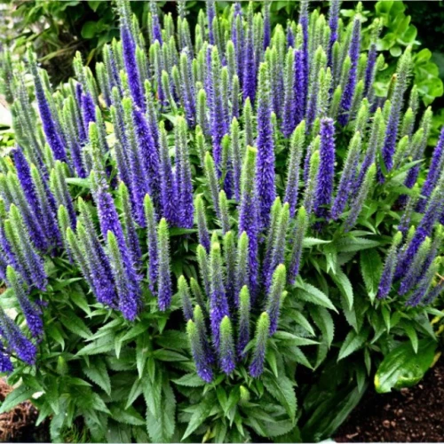 Veronica Przetacznik Ulster Dwarf Blue 1 szt. doniczka C2