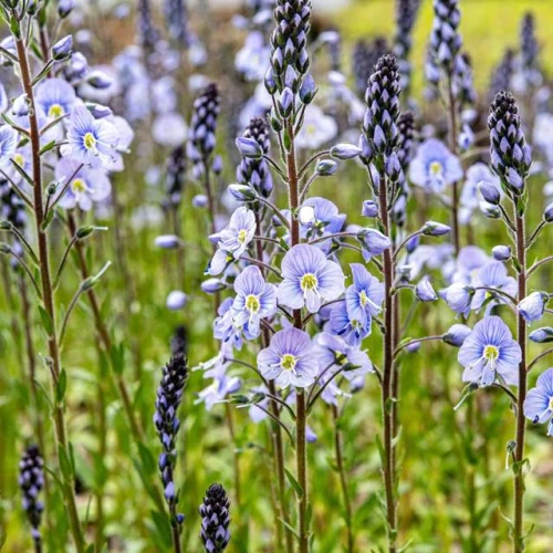 Veronica Przetacznik goryczkowaty 1 szt. doniczka C2