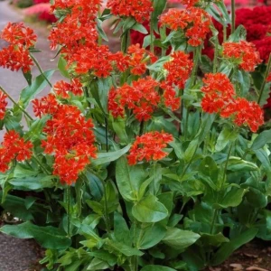 Lychnis Firletka chalcedońska 1 szt. doniczka C2