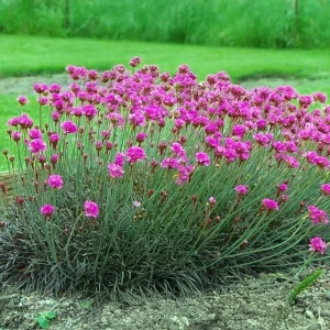 Armeria Zawciąg nadmorski Rubrifolia 1 szt. doniczka P14