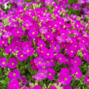 Żagwin drobny Florado Rose Red 1 szt. doniczka P14