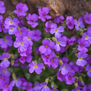 Żagwin drobny Kittle Blue 1 szt. doniczka P14