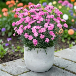 Dianthus Goździk Dinetta Purple 1 szt. doniczka P14