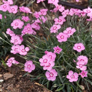 Dianthus Goździk Mountain Frost Pink Twinkle 1 szt. doniczka P14