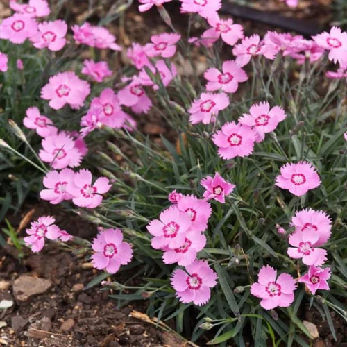 Dianthus Goździk Mountain Frost Pink Twinkle 1 szt. doniczka P14