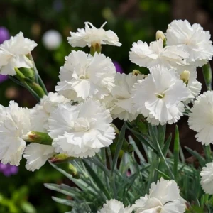 Dianthus Goździk pierzasty Angel of Purity 1 szt. doniczka P14