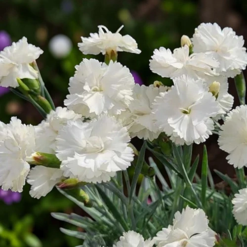 Dianthus Goździk pierzasty Angel of Purity 1 szt. doniczka P14