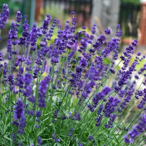 Lawenda Hidcote Blue Strain 1 szt. doniczka C2