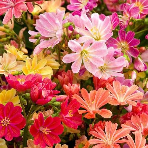 Lewisia Lewizja liścieniowa 1 szt. doniczka P14