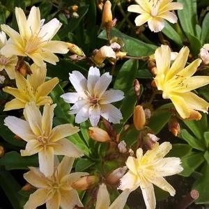 Lewizja długopłatkowa Little Mango 1 szt.  doniczka P14