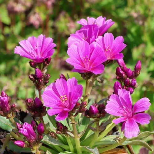 Lewizja długopłatkowa Little Raspberry 1 szt. doniczka P14