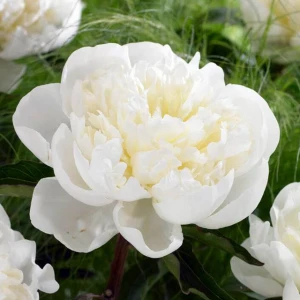 Piwonia chińska Duchesse de Nemours 1 szt. doniczka C4