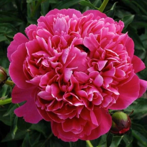 Piwonia chińska Kansas 1 szt. doniczka C4