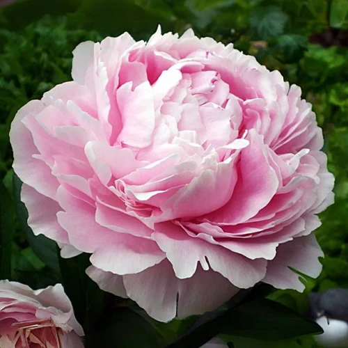 Piwonia chińska Sarah Bernhardt 1 szt. doniczka C4