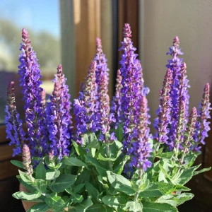 Szałwia omszona Sensation Compact Deep Blue 1 szt. doniczka C2