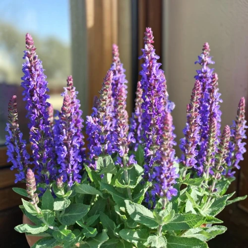 Szałwia omszona Sensation Compact Deep Blue 1 szt. doniczka C2