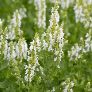 Szałwia omszona Sensation Compact White 1 szt. doniczka C2