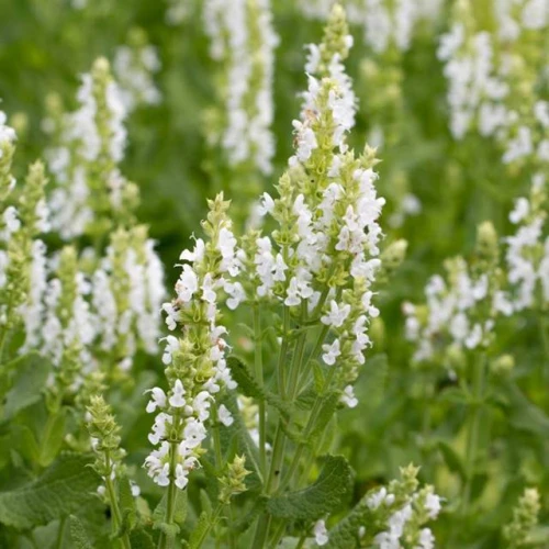 Szałwia omszona Sensation Compact White 1 szt. doniczka C2