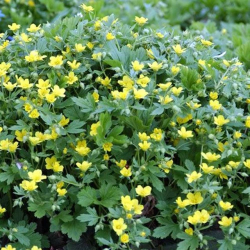 Pragnia kuklikowata Waldsteinia geoides 1 szt. doniczka C2