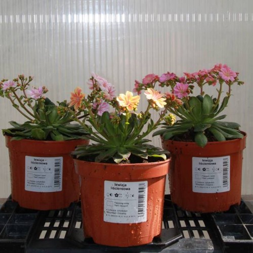 63740_60332
