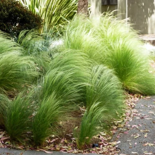 Ostnica mocna Stipa Pony Tails 1 szt. doniczka C2
