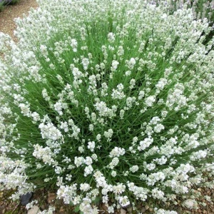 Lavendula Lawenda Arctic Snow 1 szt. doniczka C2