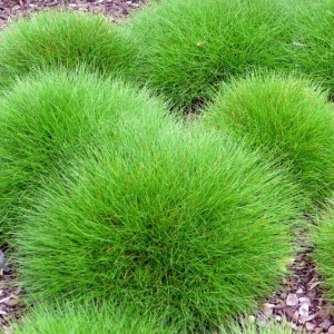 Festuca Kostrzewa gautieri Pic Carlit 1 szt. doniczka C2