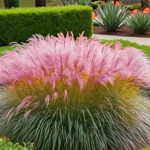 Trawa pampasowa Pink Feather 1 szt. doniczka C5