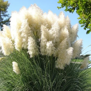 Trawa pampasowa White Feather 1 szt. doniczka C5