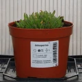 delosperma.JPG