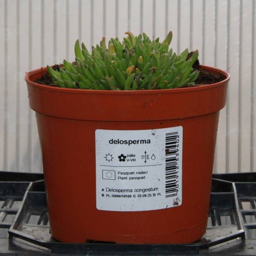 delosperma.JPG