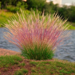 Festuca Kostrzewa trawa Walberla 1 szt. C3