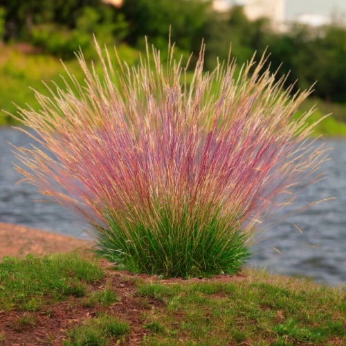 Festuca Kostrzewa trawa Walberla 1 szt. C3