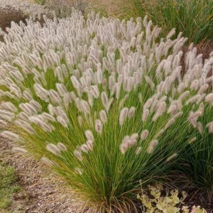 Pennisetum Rozplenica Olimpia 1 szt. doniczka P9