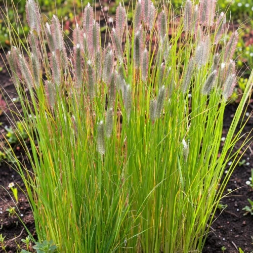 Pennisetum Rozplenica Magic 1 szt. doniczka P9